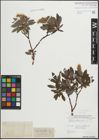 Foto von Salix hastata L.